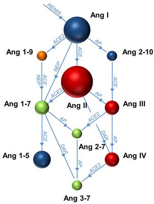 The Renin-Angiotensin System as a Component of Biotrauma in Acute Respiratory Distress Syndrome